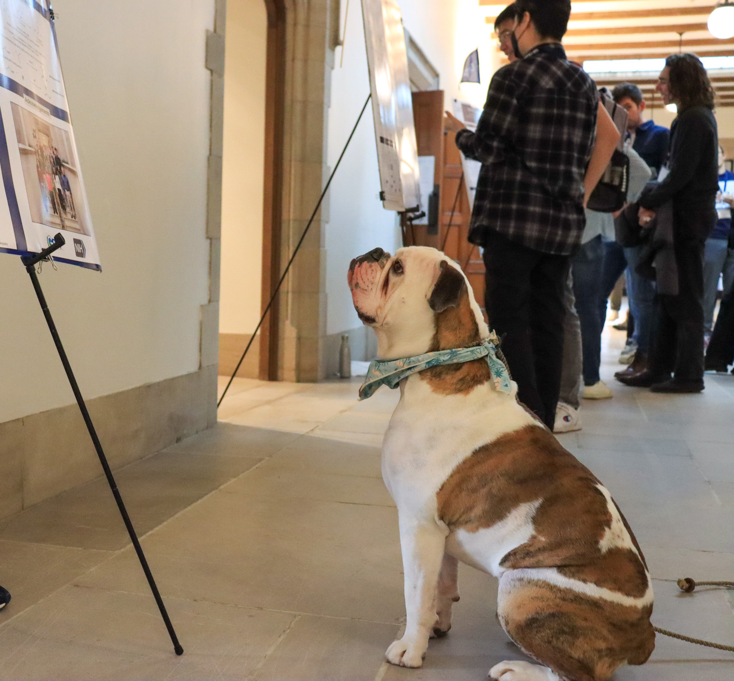 bulldog looking at poster