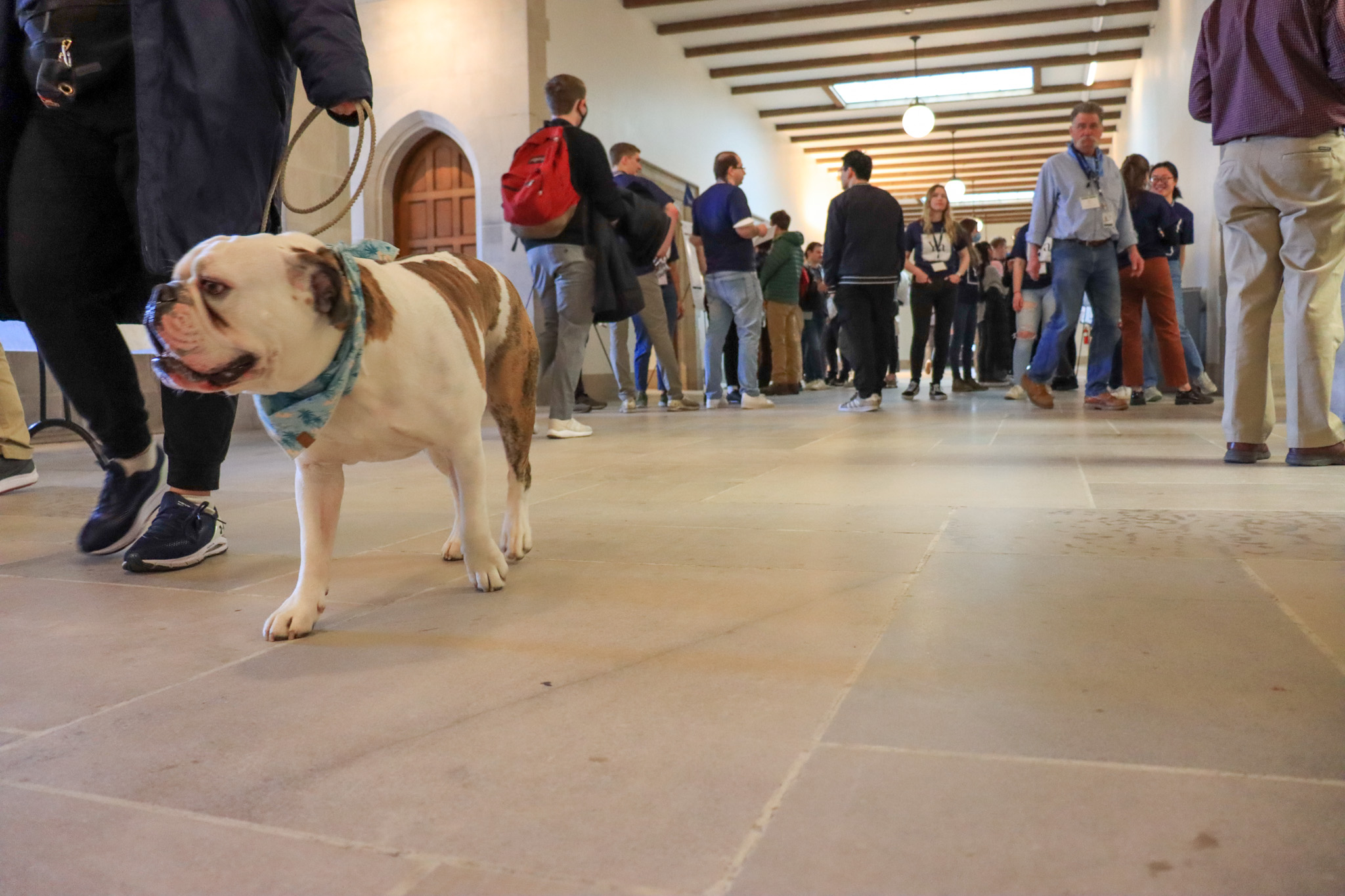 dog walking hallway