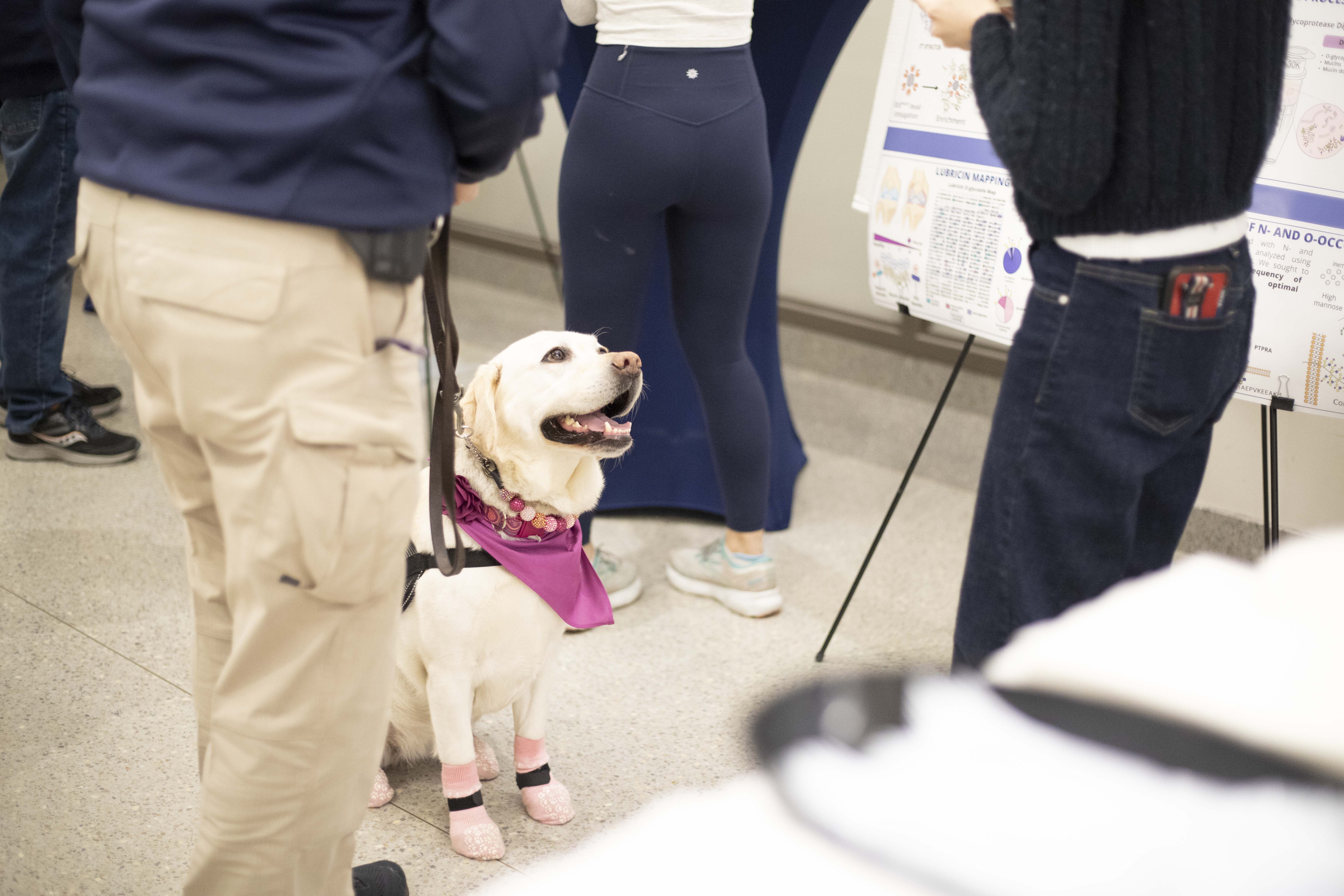 dog looking up at person