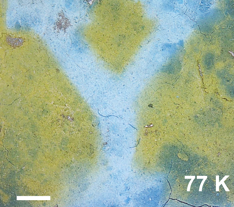 patterned Y image