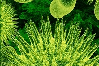 microscopic view microbes 