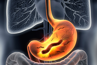 stomach, intestines, lungs