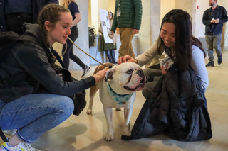 Two women pet bulldog