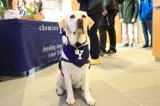 Yellow lab dog in front of table