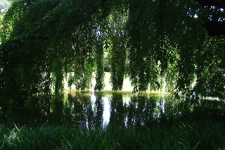 trees and pond