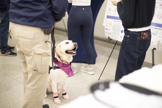 dog looking up at person