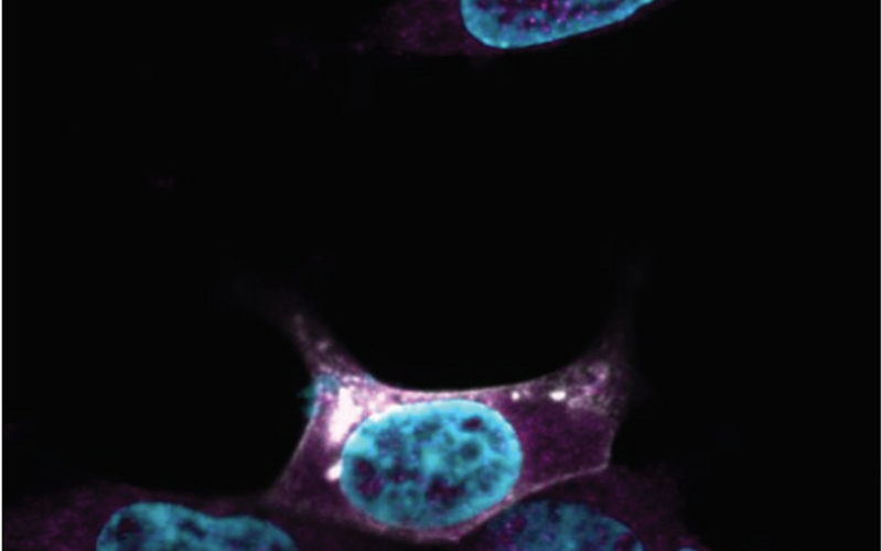 fluorescence microscopy image of a microprotein
