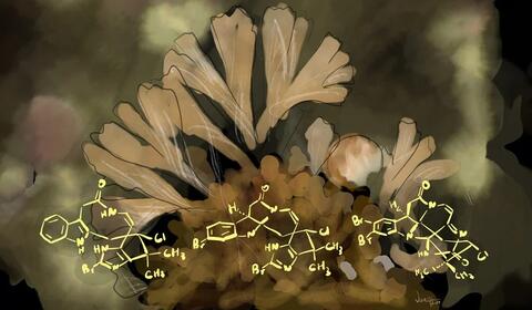 marine invertebrate and ligands illustration