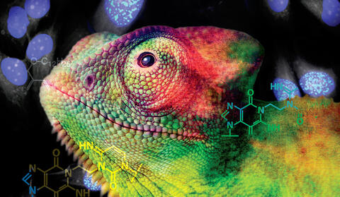 chameleon lizard, molecules, chemical makeup ligands