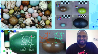 slides of colorful eggs and man