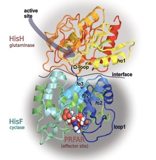 Molecular representation of the enzyme