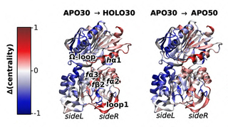 allosteric ligand