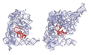 molecular structures