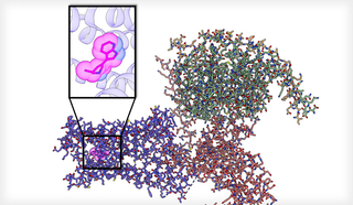 illustration serotonin 2A Receptor 